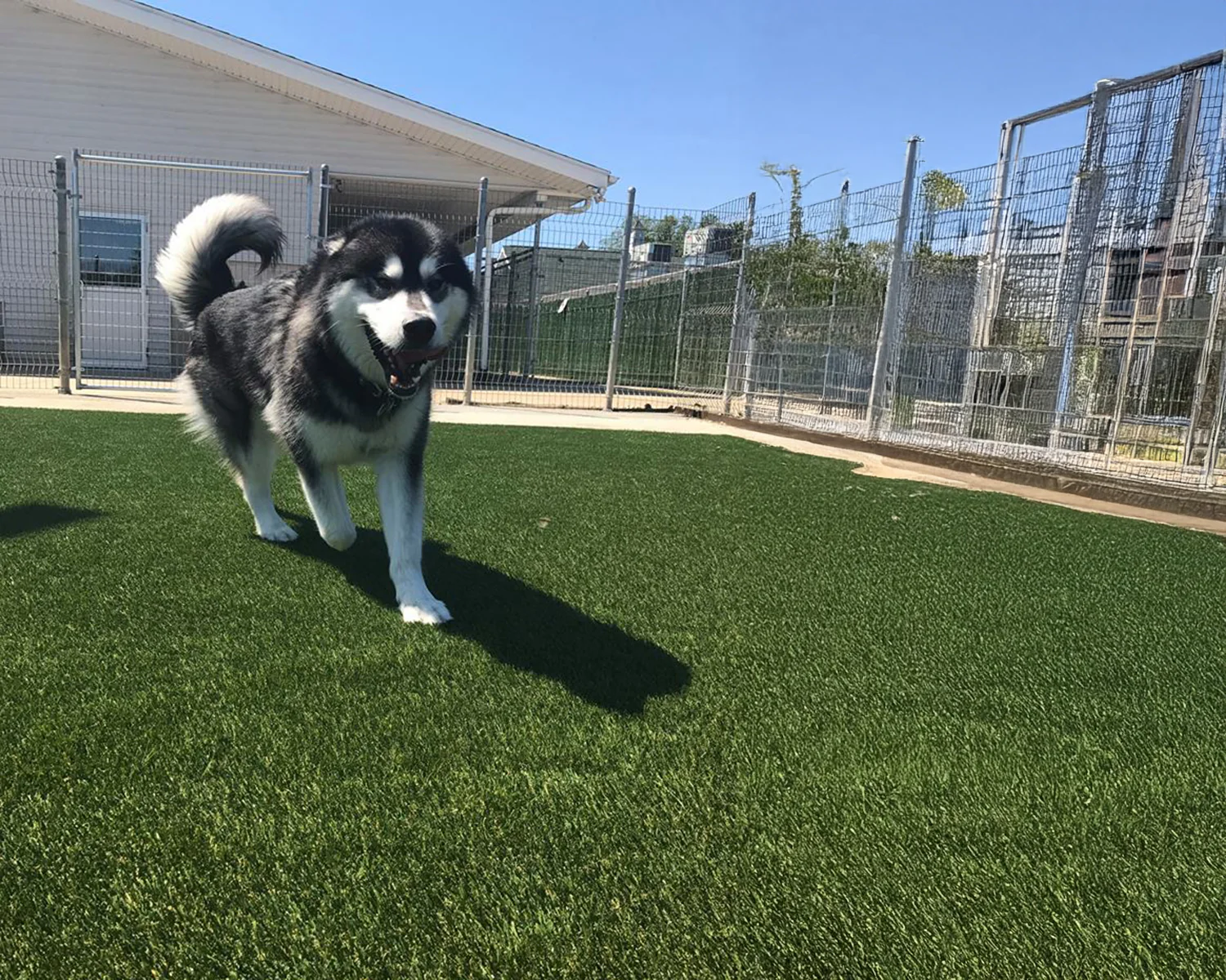 Pet Friendly Artificial Turf Installation